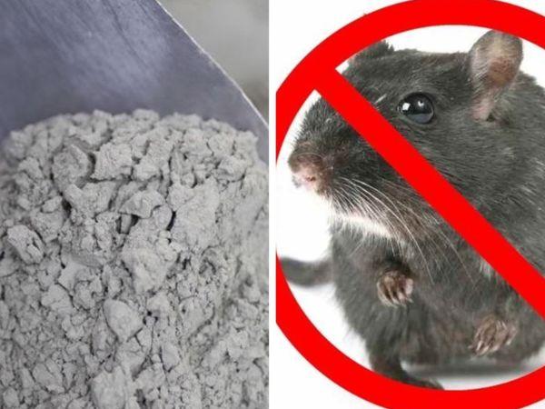 Cách diệt chuột bằng xi măng đơn giản, hiệu quả