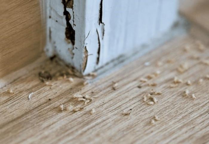 Hướng dẫn cách diệt mối sàn gỗ từ A đến Z