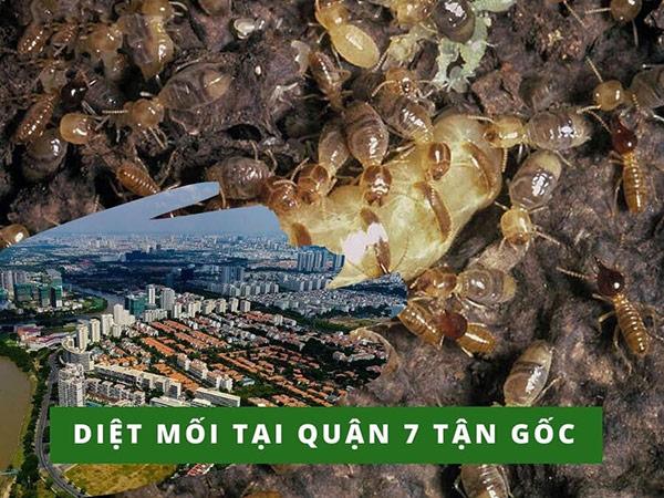 Dịch vụ diệt mối quận 7