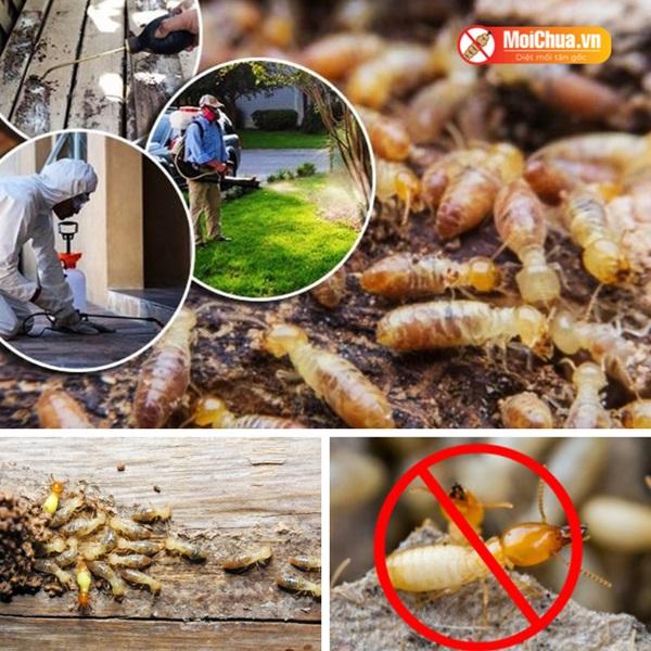 Bảng giá dịch vụ diệt mối tại nhà tận gốc mới nhất