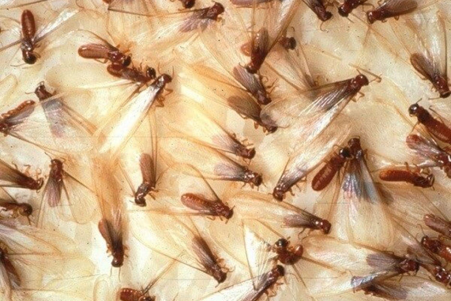 Mối cánh là gì? 6 Cách tiêu diệt mối cánh bay vào nhà