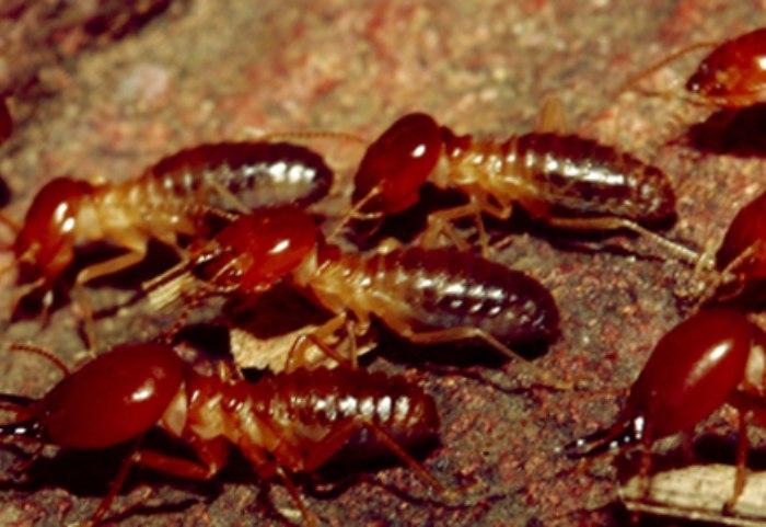 Mối lính là một trong ba đẳng cấp chính trong tổ mối