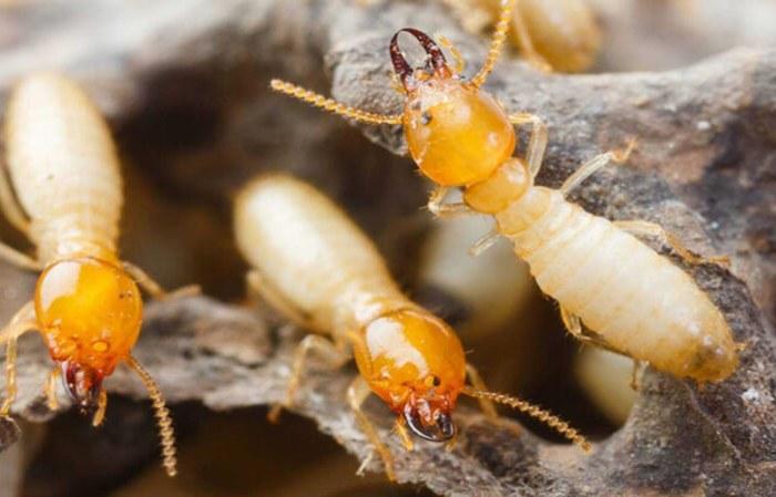 Mối sợ gì nhất? Những cách đuổi mối đơn giản