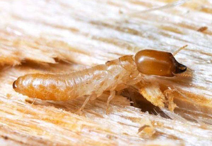 Tại sao mối ăn được gỗ?