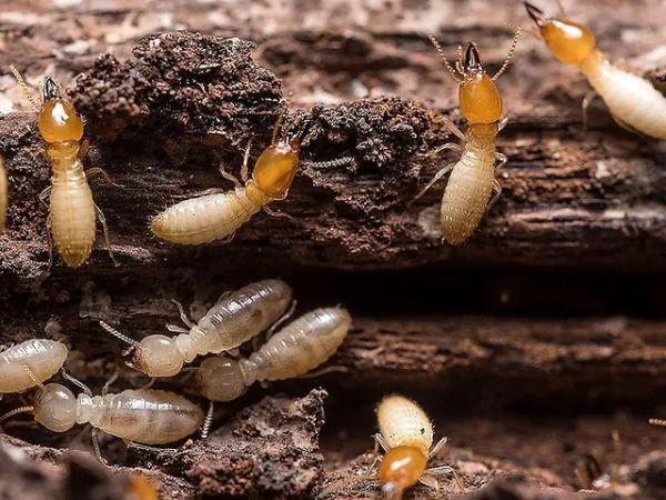 Tại sao nhà có mối? 7+ Lý do và cách giải quyết hiệu quả