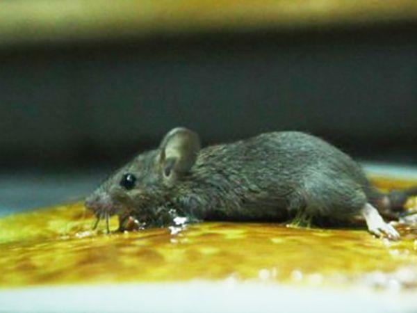 2-cach-diet-chuot-trong-phong-tro