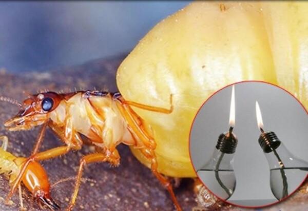 Dầu nhớt là một phương pháp diệt mối đơn giản