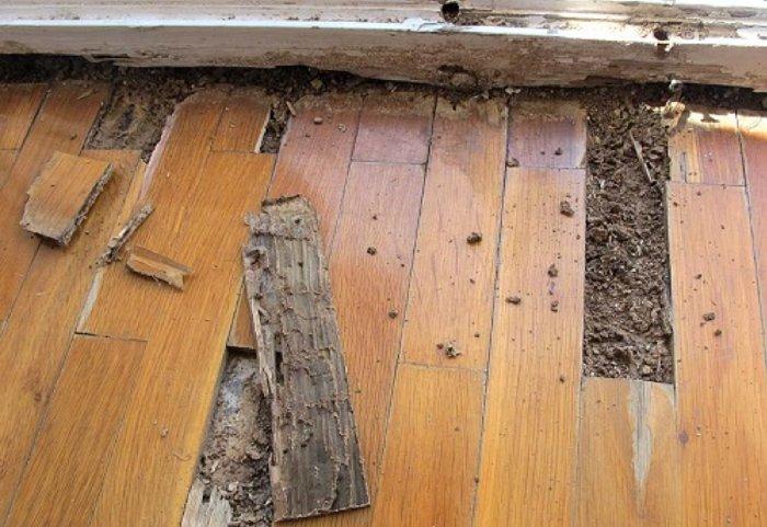 Phát hiện kịp thời những dấu hiệu giúp bạn nhanh chóng ngăn chặn và tiêu diệt mối