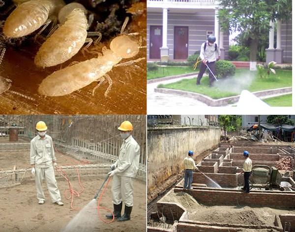 Mối tấn công từ công trình xây dựng, nhà xung quanh gây hư hại nghiêm trọng