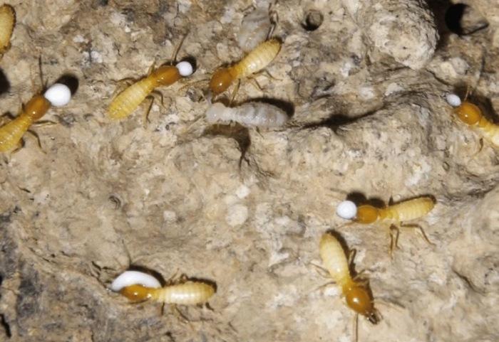Mối gỗ ẩm thường sinh sống ở những khu vực có độ ẩm cao