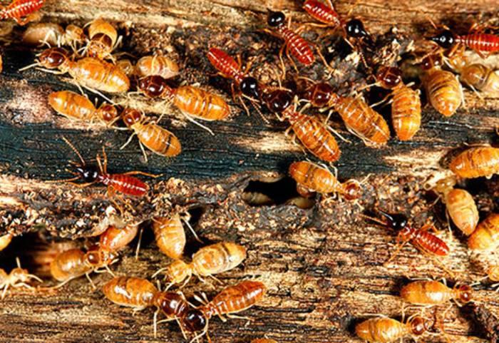 Mối (Isoptera) là nhóm côn trùng thuộc họ gần với gián ăn gỗ