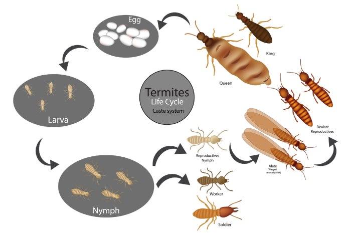 Có ba giai đoạn chính trong vòng đời mối