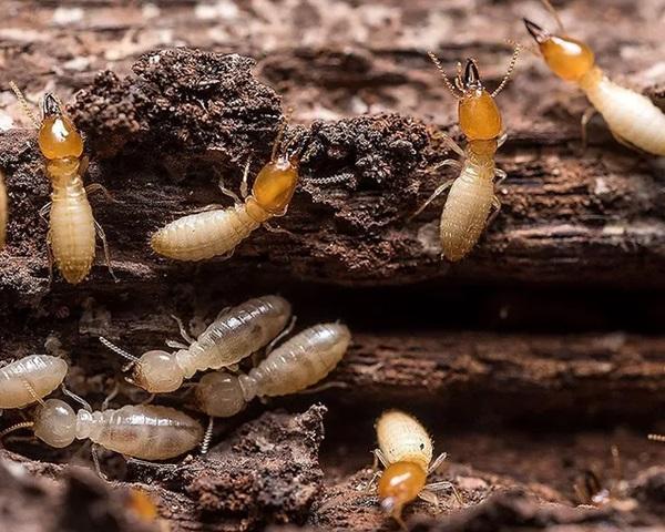 Mối đất có thể gây ra thiệt hại nghiêm trọng cho tài sản nếu không phát hiện và xử lý kịp thời