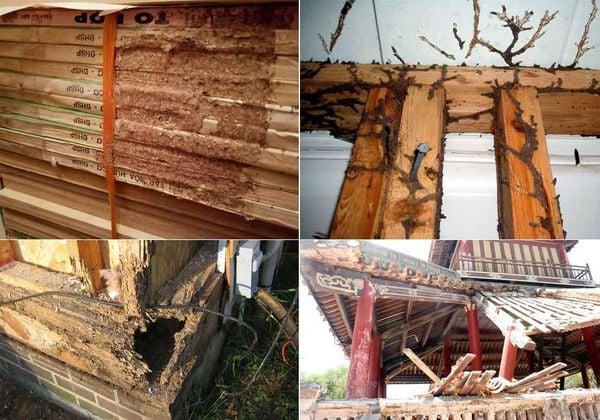 Mối làm tổ nếu không phát hiện sẽ gây nguy hại đến tài sản, làm phá vỡ cấu trúc nhà