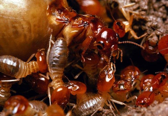 Mối lính chiếm 2%, hỗ trợ mối thợ xây dựng và sửa đường hầm