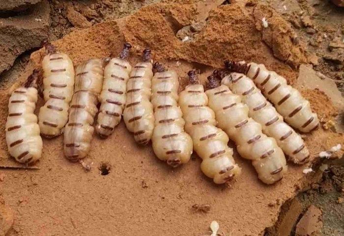 Mối thợ có nhiều tác hại
