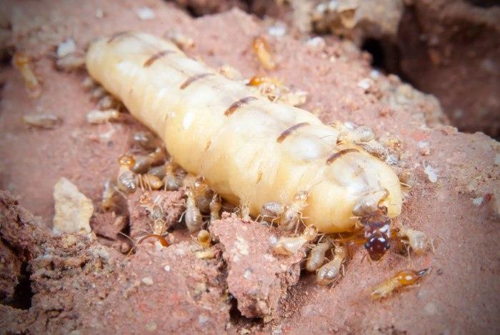 Một tộc mối thường có duy nhất một mối Vua và một mối Chúa