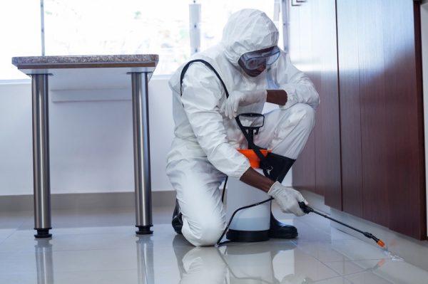 Công ty diệt mối GFC diệt mối tận gốc với giá hợp lý