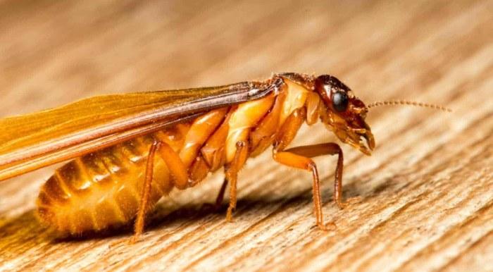 Mối có cánh gây thiệt hại lớn cho các vật dụng bằng gỗ