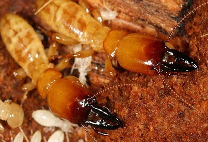 Sự xuất hiện của các ụ đất nhỏ xung quanh khu vực gỗ ẩm cho thấy mối đang xây dựng tổ