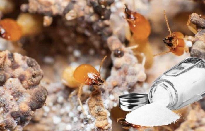 Dùng muối để xua đuổi mối khỏi không gian sống đã trở thành một biện pháp quen thuộc