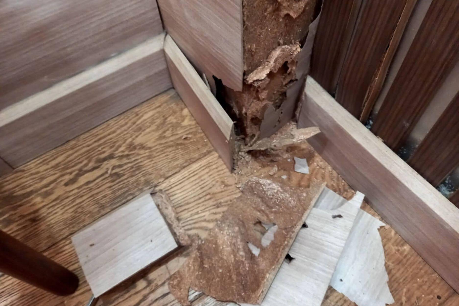 Mối đục gây hư hỏng các vật dụng bằng gỗ