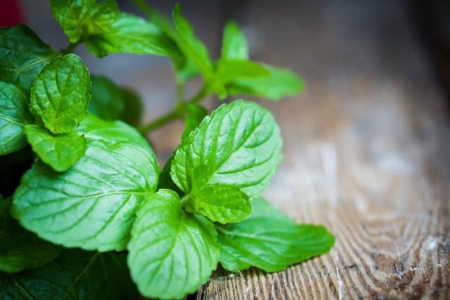 Phương pháp đuổi chuột bằng lá bạc hà