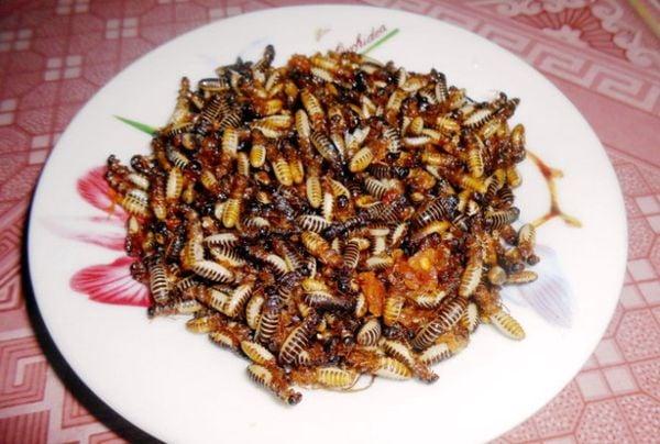 5-con-moi-co-an-duoc-khong