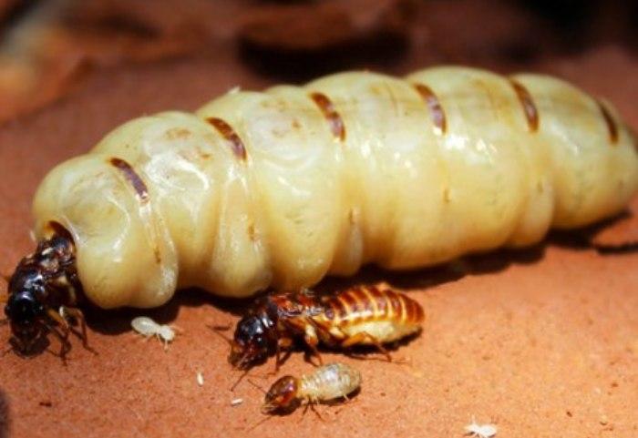 Diệt mối bằng phương pháp hoá học