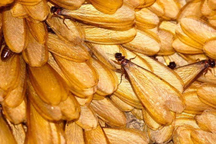 Tuổi thọ của mối cánh vẫn chưa được rõ ràng