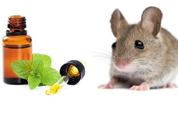 Dùng mùi hương mạnh để đuổi chuột