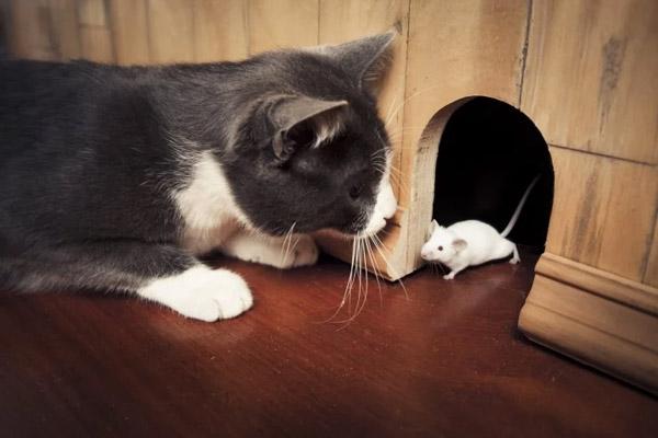Nuôi mèo trong nhà để diệt chuột