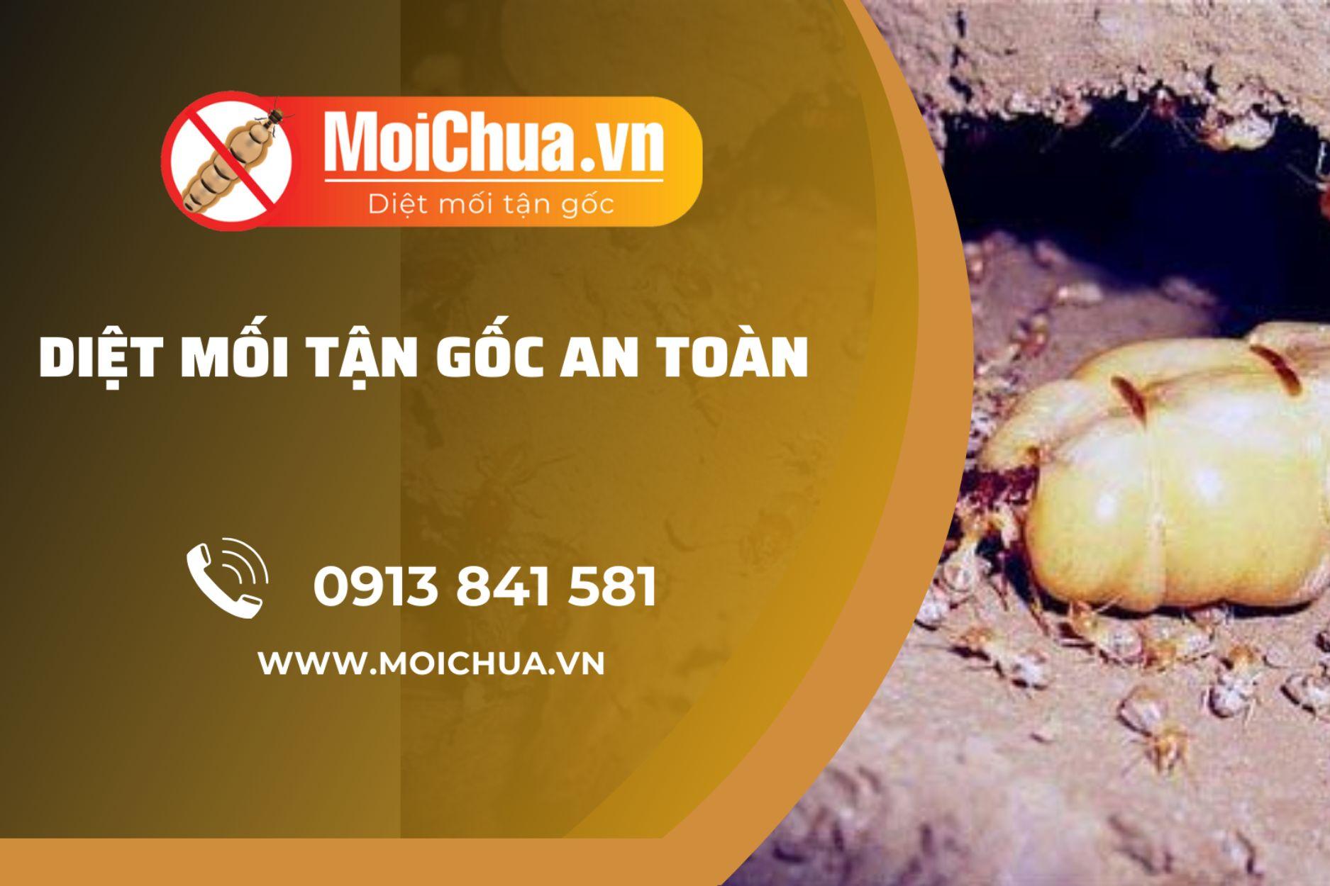 Mối Chúa - Dịch vụ diệt mối triệt để, uy tín tại TP Hồ Chí Minh