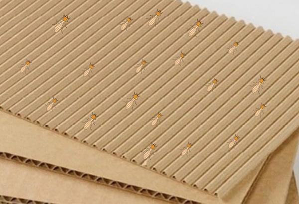 Dẫn dụ mối bằng bìa carton