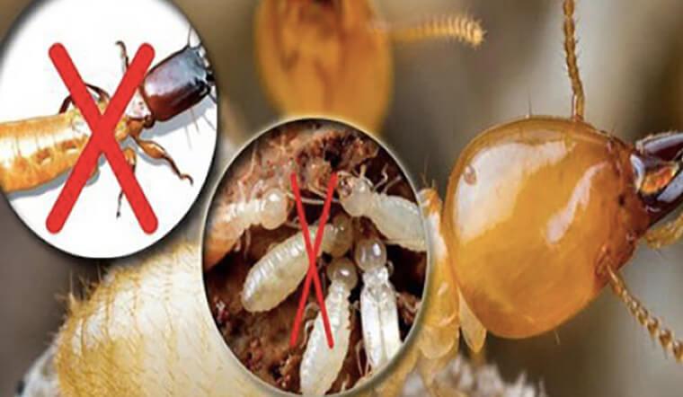 Tổng hợp các cách diệt mối dưới nền nhà mới nhất