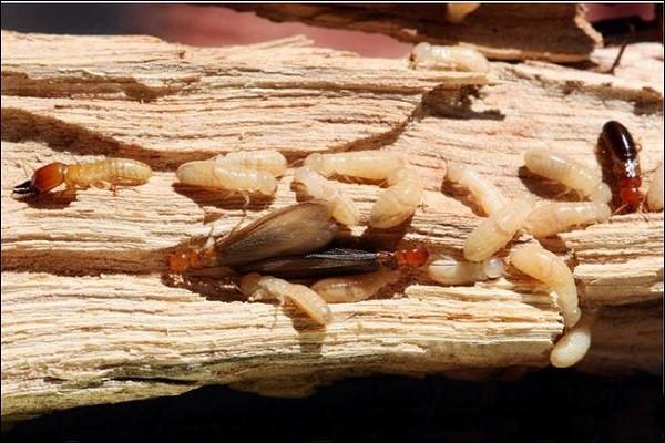 Mỗi cấp bậc của mối sẽ sở hữu ngoại hình khác nhau
