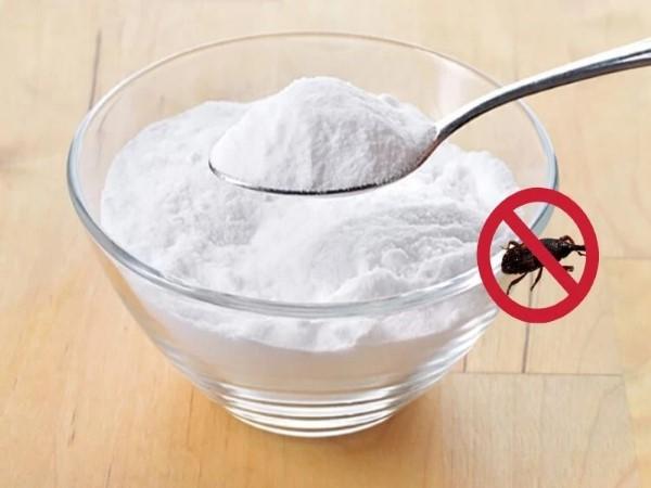 Bột hàn the có độc tính mạnh và dễ trộn cùng với mồi nhử, có khả năng giết mối dễ dàng