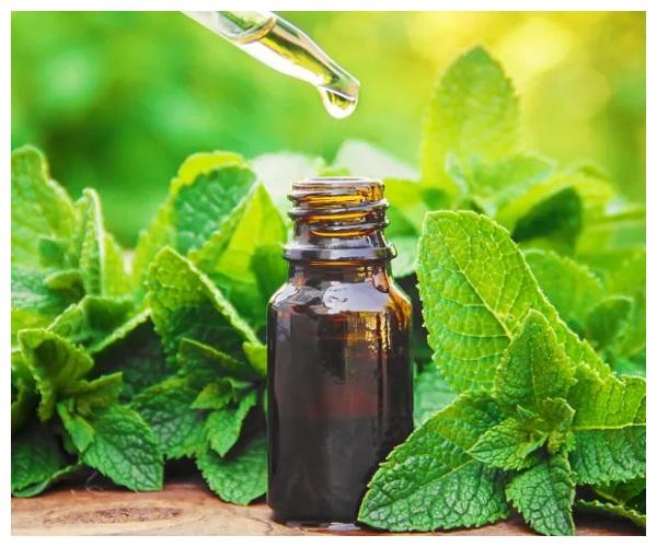 Tinh dầu bạc hà đuổi chuột