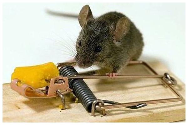 Đặt bẫy chuột truyền thống