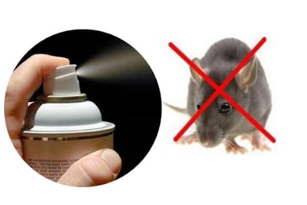 Chuột sợ mùi gì nhất? 7 mùi chuột sợ nhất