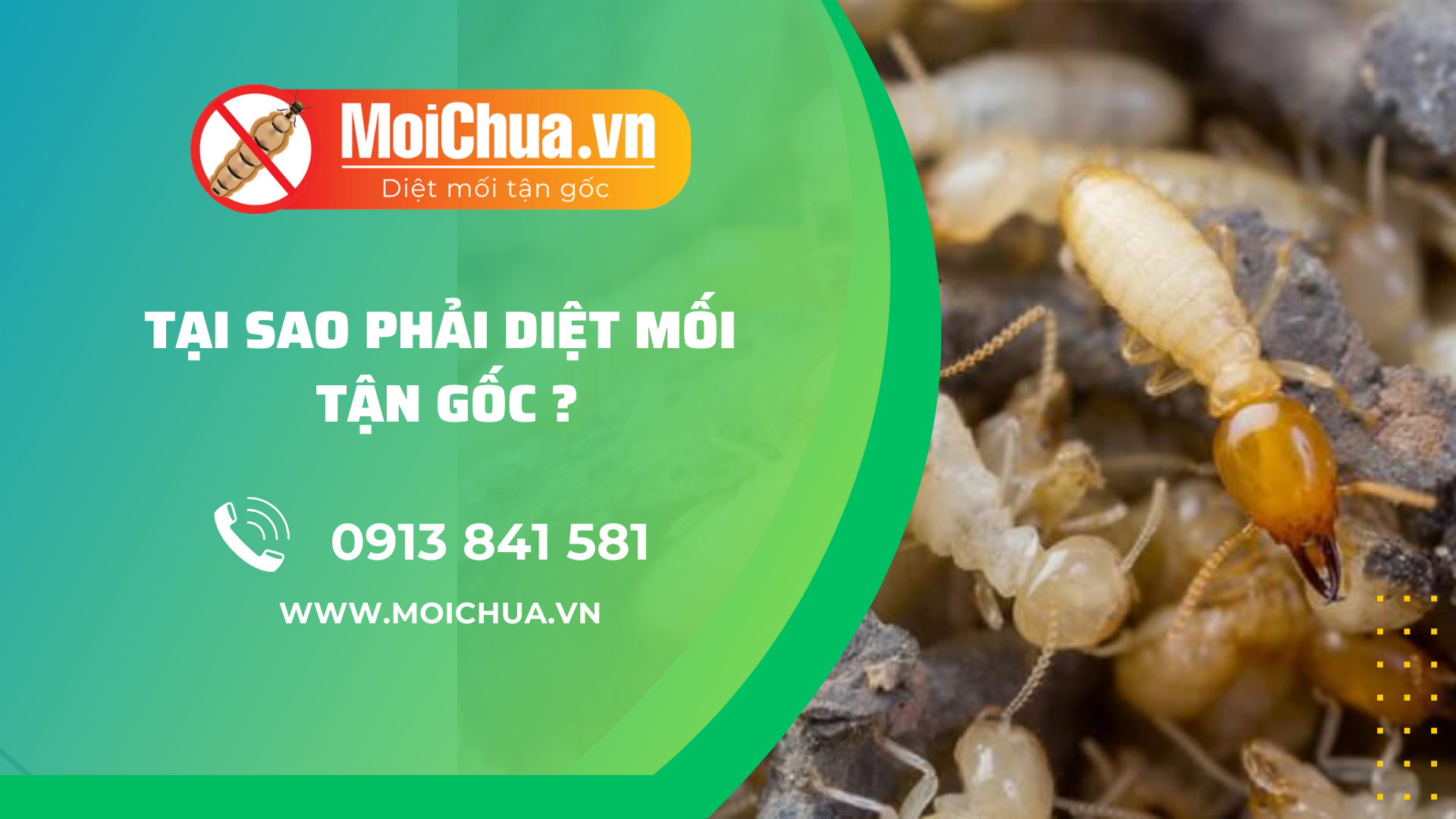 10 cách diệt chuột trong phòng trọ nhanh chóng và hiệu quả