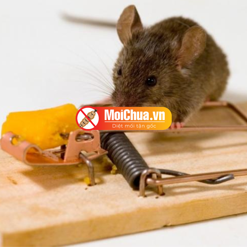 Những lưu ý khi diệt chuột để mang đến hiệu quả tốt nhất