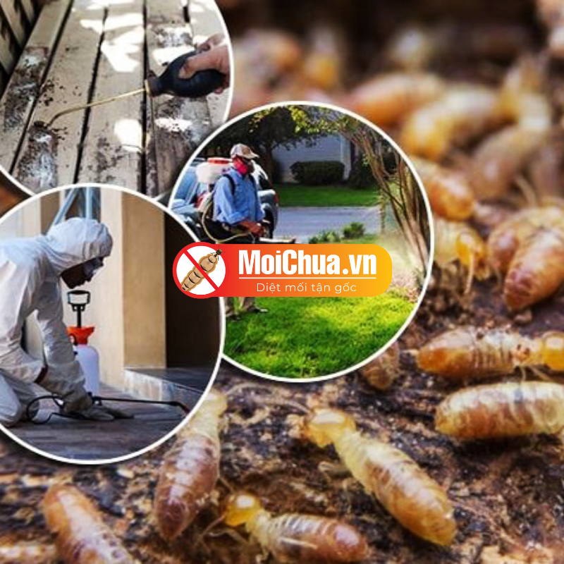 Diệt mối tận gốc