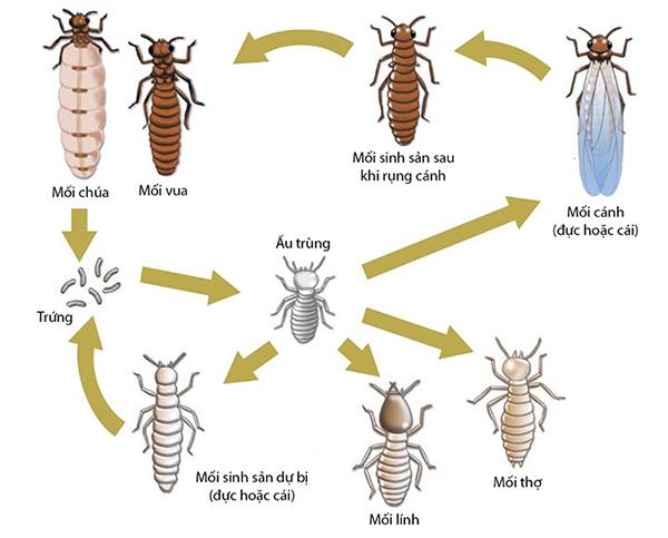 Thời kỳ phát triển của mối