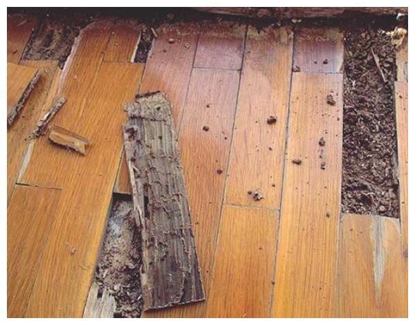 Giải đáp chi tiết: Mối có ăn nhựa không?