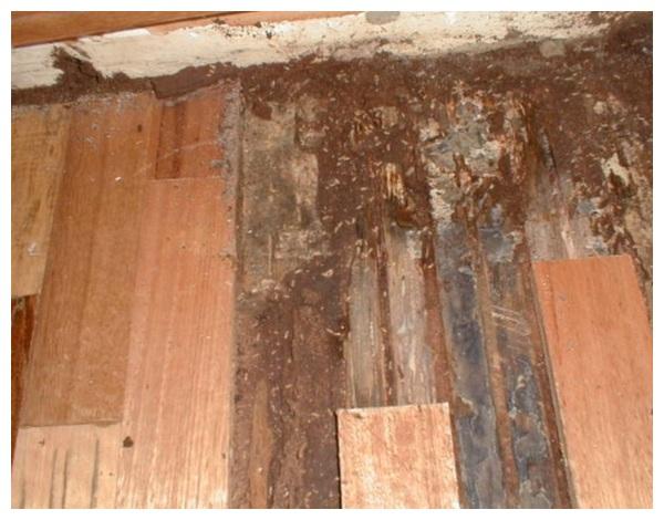 Mối khiến các công trình xây dựng như sàn nhà, tường, trần, cột gỗ bị hư hỏng nặng