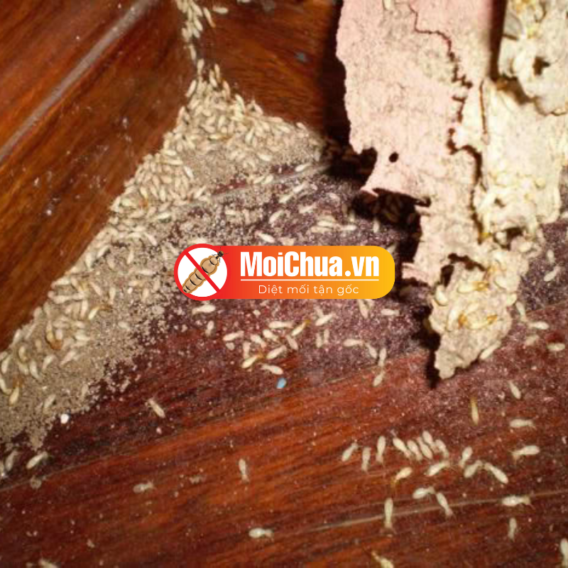 Những dấu hiệu phát hiện tổ mối trong nhà cần phải biết?