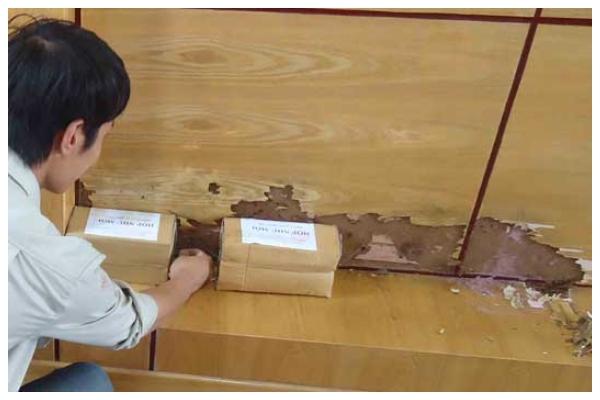Đặt hộp nhử mối tại các khu vực tổ mối